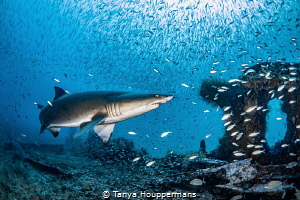 'In The Storm' - Not rain, but fish! Thousands of tiny ba... by Tanya Houppermans 
